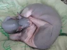Хитре кото-особа; 3 зверху