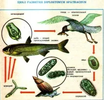 Захворювання печінки - опісторхоз - Здоров’я - Статьи - АРГО ДІО опісторхоз