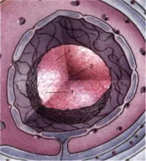 Ядрішко як похідне хромосом - Структурно-хімічна та функціональна організація еукаріотичних функціональна