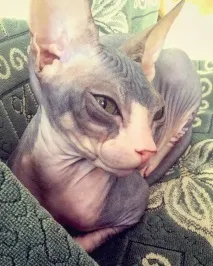Хитре кото-особа; 3 дуже