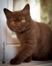 коте шоколадово