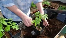 домати Грижи разсад