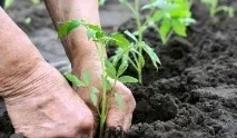 Грижи разсад домати