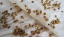 Грижи разсад Грижи разсад