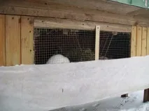 маточник зимата