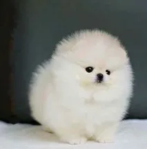 якого