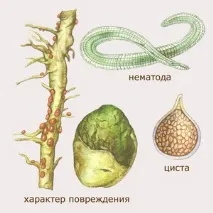 Картопляна та заходи боротьби з нею ґрунту