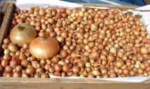 кога преди