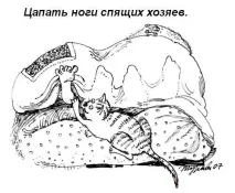 котів