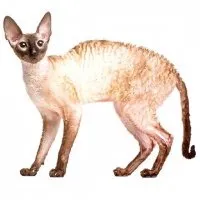 Корніш-рекс - Загадкові кішки корніш-рекс
