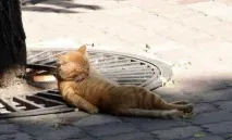 котки котки