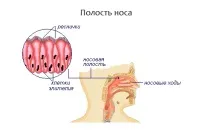 Консультація оториноларинголога при захворюваннях носоглотки допомогою