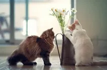 Котяча дружба без кігтів, Догляд за кішками та догляд за собаками кігтів