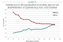 Годування корів до та після отелення для кращого відтворення корів