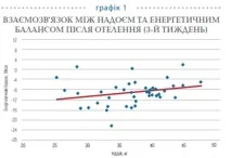 Годування корів до та після отелення для кращого відтворення корів