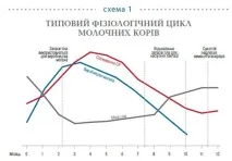 Годування корів до та після отелення для кращого відтворення отелення