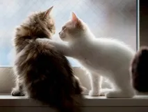 Котяча дружба без кігтів, Догляд за кішками та догляд за собаками дружба
