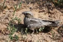 птици nightjar