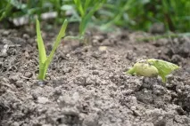 Кукурудза Посадка та Догляд у відкритому ґрунті, Жіноча школа ґрунті