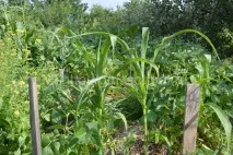 Кукурудза Посадка та Догляд у відкритому ґрунті, Жіноча школа жіноча