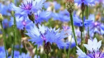 Лікування червоних очей домашніми способами червоних