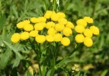 Лікувальна трава проти глистів, огляд ефективних засобів трава
