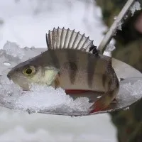 съвети начинаещ