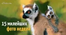 знаци шамански