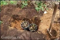Зимівка контейнерних гортензій у прикопі прикопі