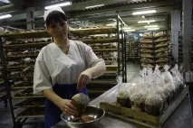 Завод хлібобулочних виробів «Дідівський хліб» історія, продукція, адреса завод