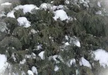 живия плет през зимата