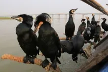 морски птици морски птици