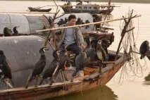 риболов корморани