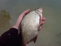 Ловля ляща на озері ловля