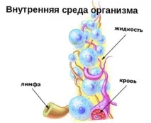 Лімфатик Дренаж NSP, НСП - інструкція застосування, ціна, відгуки дренаж