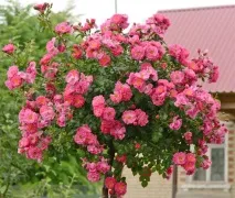 стандартни сортове
