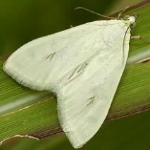 Луговий блідий метелик (Sitochroa palealis) - опис, заходи боротьби, фото метелик