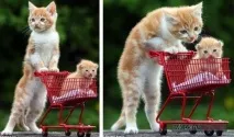 става разтяга котка
