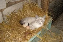 котешки става разтяга
