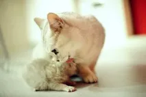 котка Cookie Monster