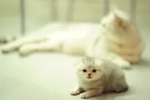 котешки става разтяга