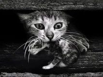 става разтяга котка
