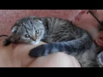 котка мама