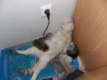 котка котешки