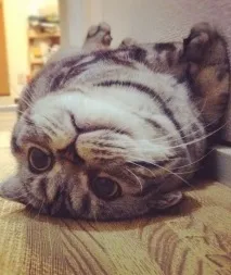 нейният котешки