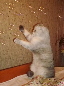 нейният става разтяга