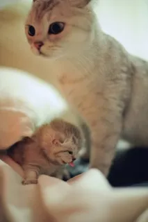 котешки котка