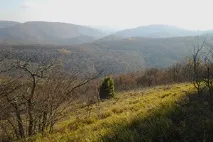 силата кавказ