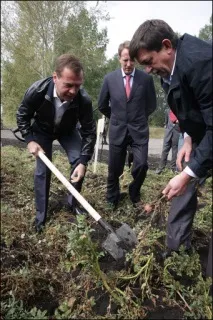 Медведєв копав картоплю, а викопав горох (фото) копав