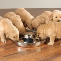 Миски для цуценят миски